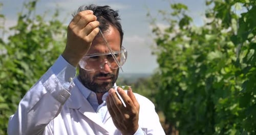 Specialist for plants, checks the grape fields, takes the moisture leaf, in a white coat, a backgr