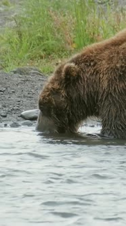 Brown Bear Eating Fish in River