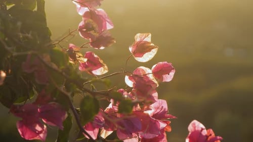 Slow motion shot of afternoon sun hitting pink Bougainvillea flowers in front of blurred view