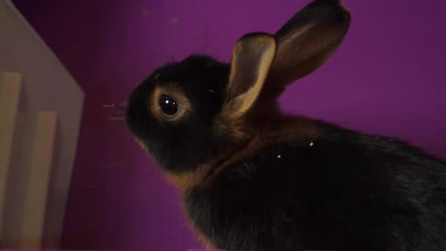 Close Up of Rabbit Resting in Enclosure