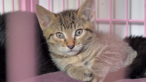 Lonely Stray Kitten in the Cage in a Pet Shelter Suffering Hungry Miserable Life Homelessness