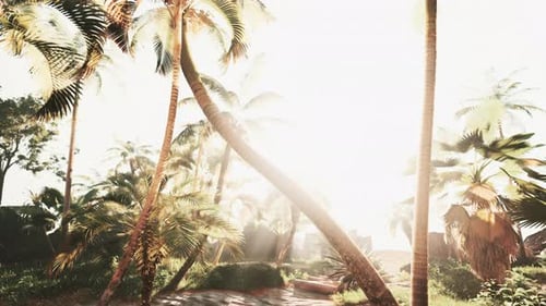 Golden Sun Rays in a Tropical Palm Forest