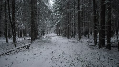 Snowy Forest Path Through the Trees in Winter
