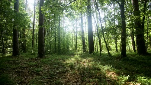 Timelapse of the sun rays in the natural green forest on summer
