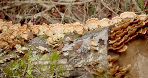 Hongos de estantería y hongos de soporte en los árboles del bosque de Carolina del Sur