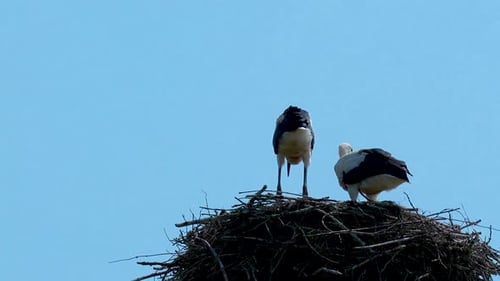 Two storks standing on a large nest made of twigs, set against a clear blue sky, one stork facing th
