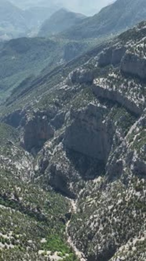 Vertical Video Exploring the Verdant Wilderness Travelers Find Adventure in the Green Forest