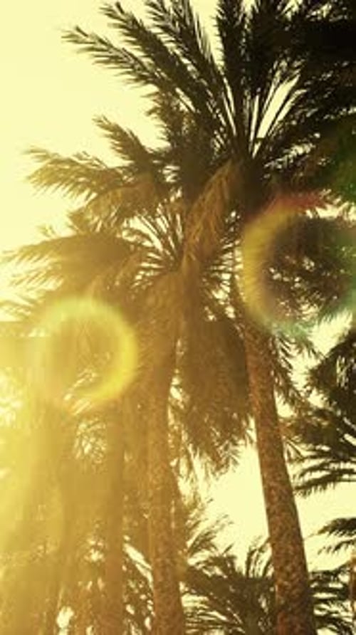 Underside of the Coconuts Tree with Clear Sky and Shiny Sun