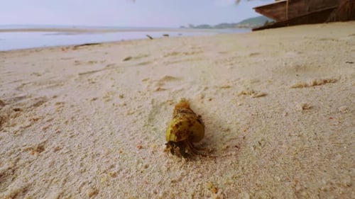 A Hermit Crab moves along soft Sand in a low angle view near calm Sea water with distant Hills