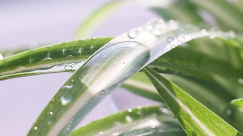 A Drop of Dew on a Green Leaf