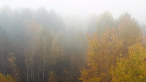 Aerial View Over the Autumn Golden Forest Throug the Clouds and Fog