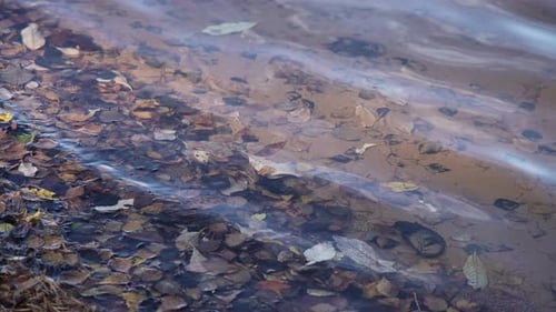 Yellow Red Orange Autumn Leaves in the Autumn Forest The Concept of Autumn Colorful Falling Leaves