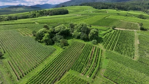 Grape Plantations In France