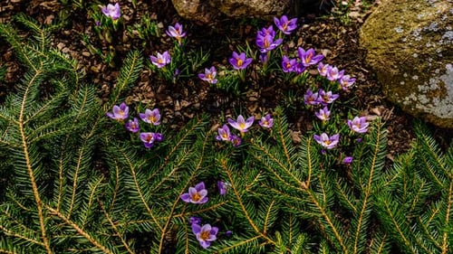 Fast all day timelapse of blooming crocus flowers in early spring on a sunny day. Garden flowers awa