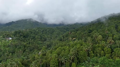 Green Forest Drone shoot