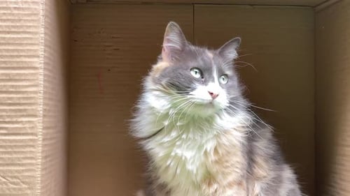 Long-Haired Cat Sitting Alertly in Cardboard Box