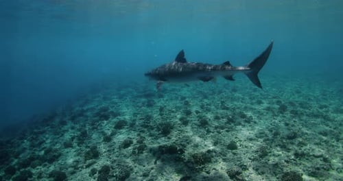 Tiger Shark Swims Underwater in Tropical Ocean Close Up View of Danger Shark
