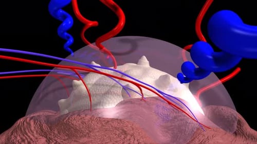 3D Medical Animation of Blood Vessels and Cellular Tissue