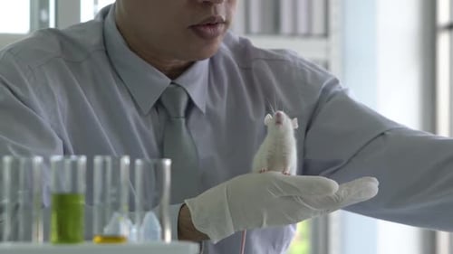 Scientist Holding White Mouse in Lab Wearing Gloves