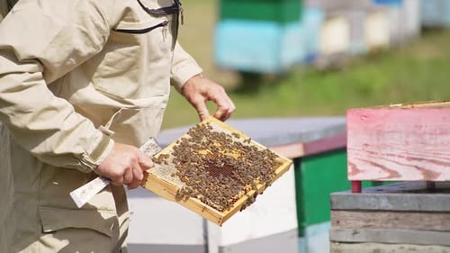 Beekeeper holding in hands a heavy frame coated with bees.
