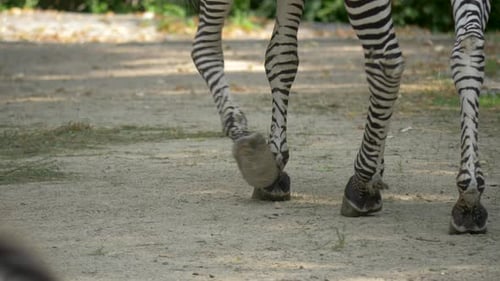 Close-up of the feet of a walking Zebra (Equus quagga).