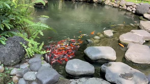 Koi Fish in Garden Pond
