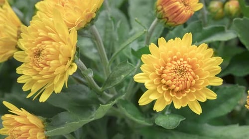 Yellow Chrysanthemum Flowers Blooming in a Time-Lapse