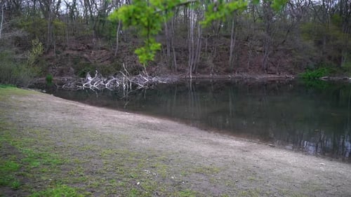 Movement through a branch with leaves towards a small lake in which a tree is lying in the water