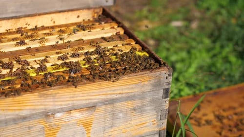 De nombreuses abeilles dans une ruche, une colonie d'abeilles