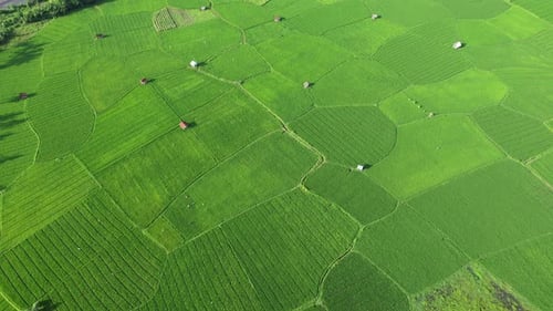 Rice field aerial Shot at east of Indonesia