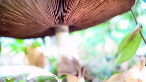 A large Agaricus mushroom in a coniferous forest