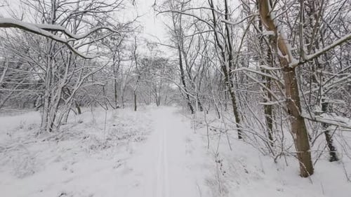 Snowy forest canopy in Poland filmed by FPV drone