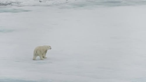 Solitary Polar Bear Crosses a Vast Frozen Seascape of Drifting Sea Ice Captured in Minimalist Frames