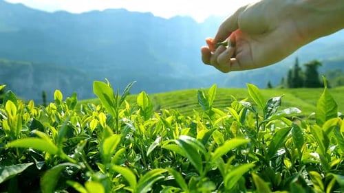 Tea Leaves