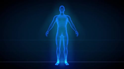 Futuristic Human Body Scan with Glowing Internal Organs