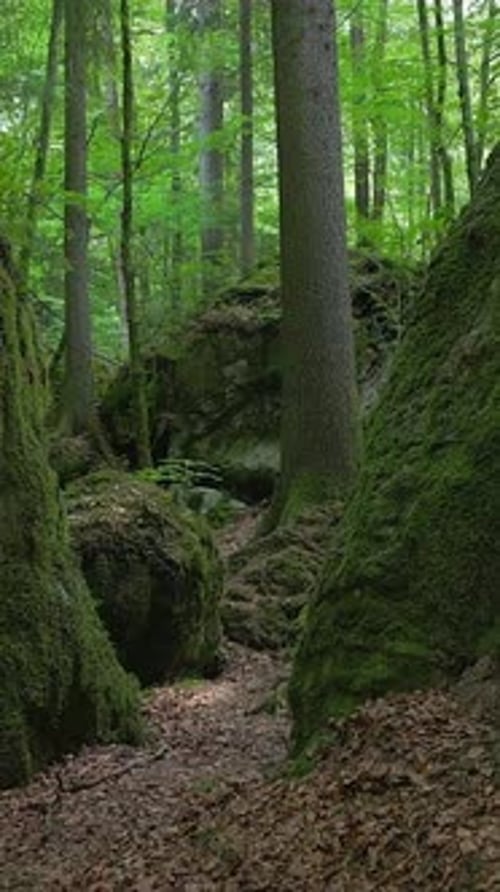 Um caminho florestal sereno e pitoresco envolto por vegetação exuberante e rochas cobertas de musgo