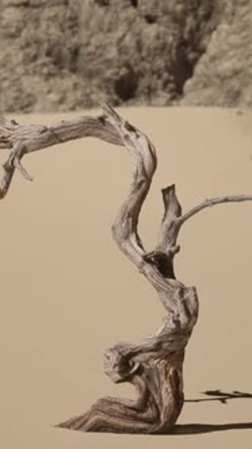 A Dead Tree in the Middle of a Desert