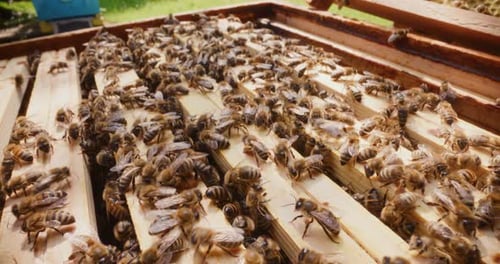 Abelhas trabalhadoras ativas em uma colmeia aberta