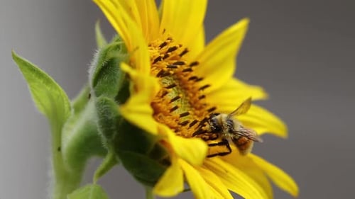 Close-up of the threatened Western Honeybee gathering nectar from a Sunflower in late summer in the