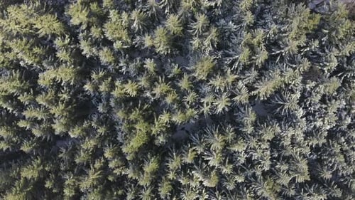 Overhead view of a coniferous forest in winter,Czechia,evergreens.