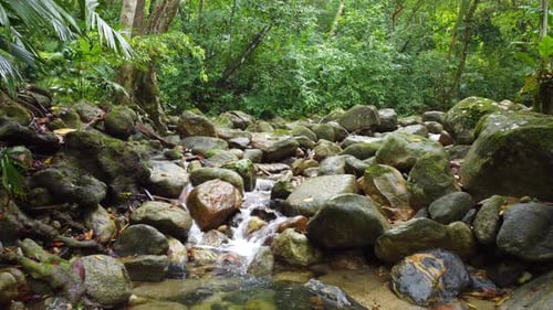 Healthy Mix of Water Stream Between Rocks in Front of Tropical Flora
