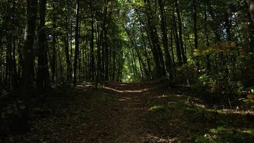 Forest Path 19