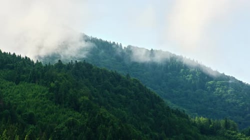 Majestic Mist Rising Over Carpathian Green Forest