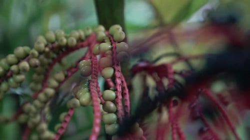 Primer plano a cámara lenta de coloridas bayas verdes y azules de la planta carmín