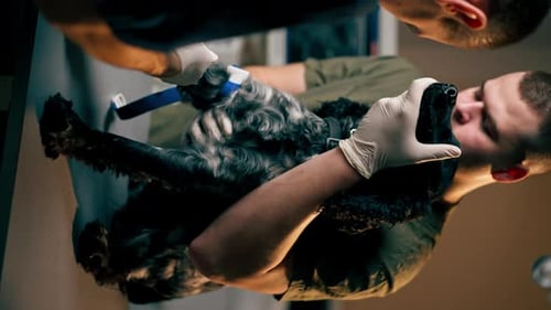 Vertical Video in a Veterinary Clinic a Doctor Holds a Black Spaniel By the Muzzle Another Tightens