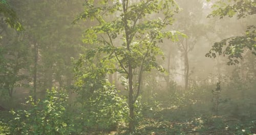 Sunlight Filters Through a Misty Forest Filled with Lush Greenery and Trees
