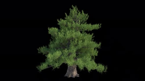 Alpha-Kanal „Pine In The Wind“, abspielbar