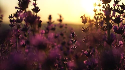 Lavender Field at Sunset