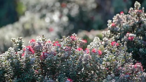 Hawaiian trees and flowers