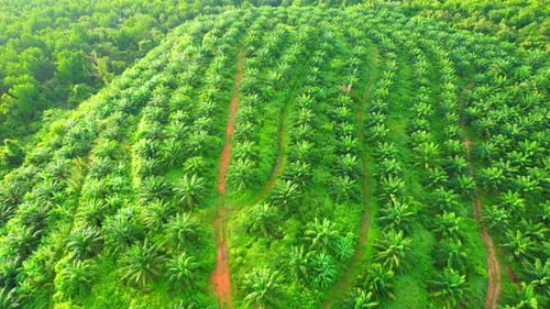 Drone flying over palm plantation, large mangroves in the background